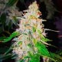 Sweet Tooth Auto Feminized Marijuana Strain by BSB Genetics For Sale Online at Cannabis Seeds Outlet
