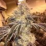 Wedding Cake Feminized Marijuana Strain by BSB Genetics For Sale Online at Cannabis Seeds Outlet