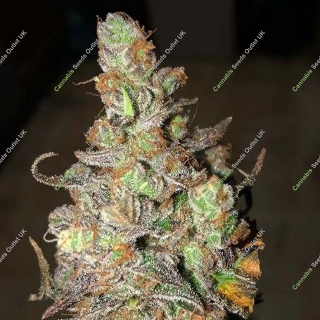 Zkittles Feminized Marijuana Strain by BSB Genetics For Sale Online at Cannabis Seeds Outlet