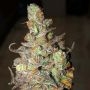 Zkittles Feminized Marijuana Strain by BSB Genetics For Sale Online at Cannabis Seeds Outlet