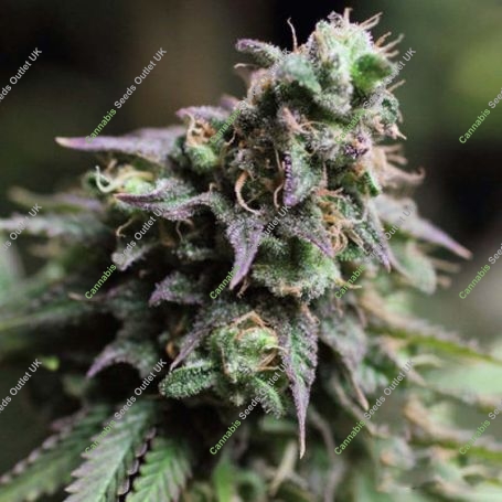 Blue Dream Feminized Marijuana Strain by Bulldog Seeds For Sale Online at Cannabis Seeds Outlet
