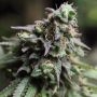 Blue Dream Feminized Marijuana Strain by Bulldog Seeds For Sale Online at Cannabis Seeds Outlet