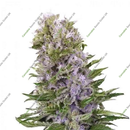 Blueberry 420 Auto Feminized Marijuana Strain by Bulldog Seeds For Sale Online at Cannabis Seeds Outlet