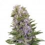 Blueberry 420 Auto Feminized Marijuana Strain by Bulldog Seeds For Sale Online at Cannabis Seeds Outlet