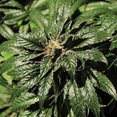 Bubblegum Kush Feminized Marijuana Strain by Bulldog Seeds For Sale Online at Cannabis Seeds Outlet