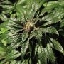 Bubblegum Kush Feminized Marijuana Strain by Bulldog Seeds For Sale Online at Cannabis Seeds Outlet