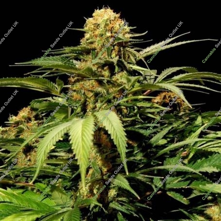 Bullshark Feminized Marijuana Strain by Bulldog Seeds For Sale Online at Cannabis Seeds Outlet