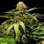Bullshark Feminized Marijuana Strain by Bulldog Seeds For Sale Online at Cannabis Seeds Outlet