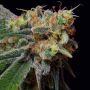 Caramelicious Female Bulldog Cannabis Seeds