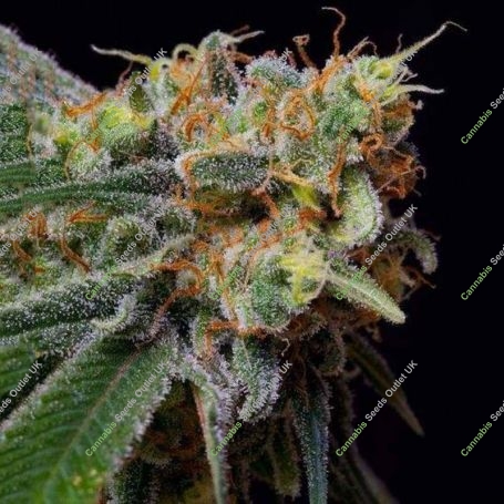 Caramelicious Feminized Marijuana Strain by Bulldog Seeds For Sale Online at Cannabis Seeds Outlet