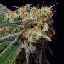Caramelicious Feminized Marijuana Strain by Bulldog Seeds For Sale Online at Cannabis Seeds Outlet