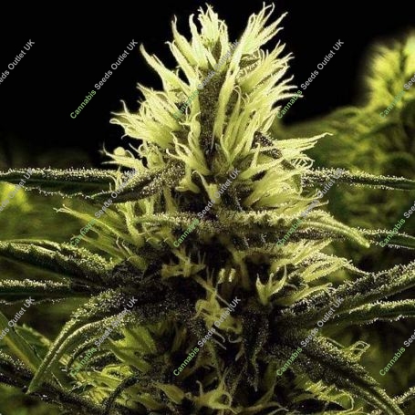 Citral Skunk Feminized Marijuana Strain by Bulldog Seeds For Sale Online at Cannabis Seeds Outlet