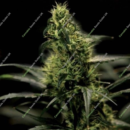 Energy Haze Feminized Marijuana Strain by Bulldog Seeds For Sale Online at Cannabis Seeds Outlet