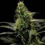 Energy Haze Feminized Marijuana Strain by Bulldog Seeds For Sale Online at Cannabis Seeds Outlet