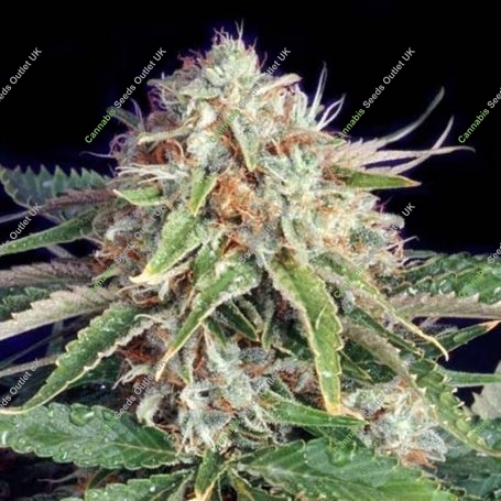 Fast Ryder Auto II Feminized Marijuana Strain by Bulldog Seeds For Sale Online at Cannabis Seeds Outlet