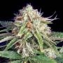 Fast Ryder Auto II Feminized Marijuana Strain by Bulldog Seeds For Sale Online at Cannabis Seeds Outlet