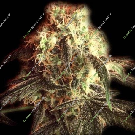 Fast Ryder I Auto Feminized Marijuana Strain by Bulldog Seeds For Sale Online at Cannabis Seeds Outlet