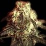 Fast Ryder I Auto Feminized Marijuana Strain by Bulldog Seeds For Sale Online at Cannabis Seeds Outlet