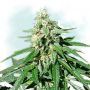 Jack Herer Auto Female Bulldog Cannabis Seeds
