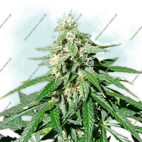 Jack Herer Auto Feminized Marijuana Strain by Bulldog Seeds For Sale Online at Cannabis Seeds Outlet