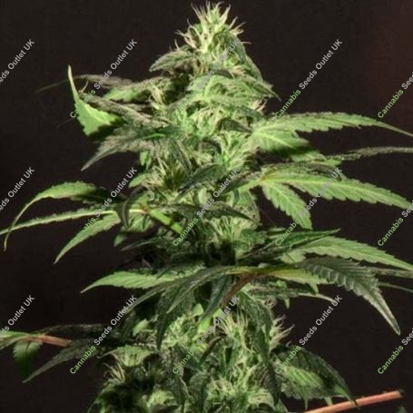 Jack Herer Feminized Marijuana Strain by Bulldog Seeds For Sale Online at Cannabis Seeds Outlet