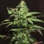 Jack Herer Feminized Marijuana Strain by Bulldog Seeds For Sale Online at Cannabis Seeds Outlet