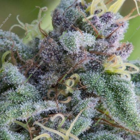 Mataro Blue Feminized Marijuana Strain by Bulldog Seeds For Sale Online at Cannabis Seeds Outlet