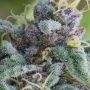 Mataro Blue Feminized Marijuana Strain by Bulldog Seeds For Sale Online at Cannabis Seeds Outlet