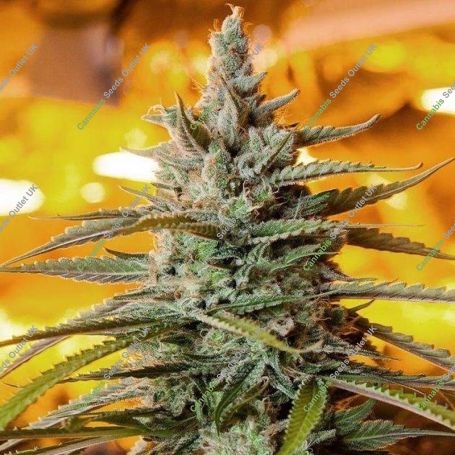 Northern Light Auto Feminized Marijuana Strain by Bulldog Seeds For Sale Online at Cannabis Seeds Outlet