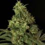 Northern Light Female Bulldog Cannabis Seeds