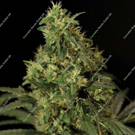 Northern Light Feminized Marijuana Strain by Bulldog Seeds For Sale Online at Cannabis Seeds Outlet