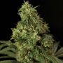 Northern Light Feminized Marijuana Strain by Bulldog Seeds For Sale Online at Cannabis Seeds Outlet