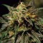 O.Z. Kush Feminized Marijuana Strain by Bulldog Seeds For Sale Online at Cannabis Seeds Outlet
