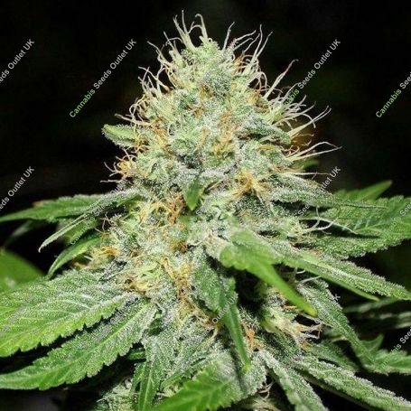 Original Afghan Regular Marijuana Strain by Bulldog Seeds For Sale Online at Cannabis Seeds Outlet