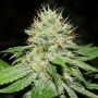 Original Afghan Regular Marijuana Strain by Bulldog Seeds For Sale Online at Cannabis Seeds Outlet