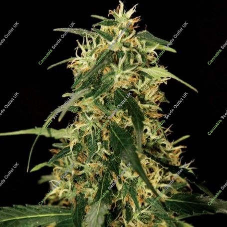 Silverstar Haze Feminized Marijuana Strain by Bulldog Seeds For Sale Online at Cannabis Seeds Outlet