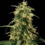 Silverstar Haze Feminized Marijuana Strain by Bulldog Seeds For Sale Online at Cannabis Seeds Outlet