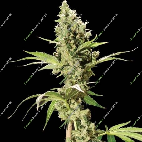 Sour Diesel Feminized Marijuana Strain by Bulldog Seeds For Sale Online at Cannabis Seeds Outlet