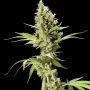 Sour Diesel Feminized Marijuana Strain by Bulldog Seeds For Sale Online at Cannabis Seeds Outlet