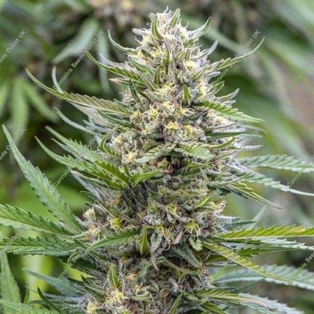 Strawberry Ice Feminized Marijuana Strain by Bulldog Seeds For Sale Online at Cannabis Seeds Outlet