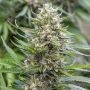 Strawberry Ice Feminized Marijuana Strain by Bulldog Seeds For Sale Online at Cannabis Seeds Outlet