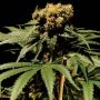 The Chronic Female Bulldog Cannabis Seeds