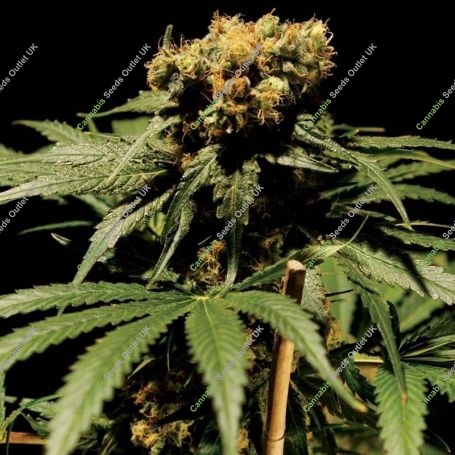 The Chronic Feminized Marijuana Strain by Bulldog Seeds For Sale Online at Cannabis Seeds Outlet