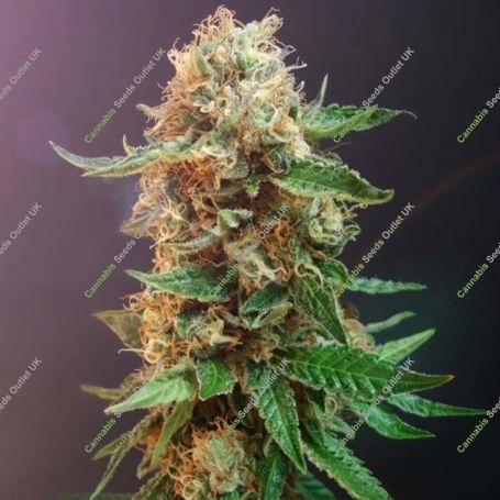 The Bulldog Haze Auto Feminized Marijuana Strain by Bulldog Seeds For Sale Online at Cannabis Seeds Outlet