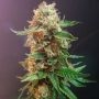 The Bulldog Haze Auto Feminized Marijuana Strain by Bulldog Seeds For Sale Online at Cannabis Seeds Outlet