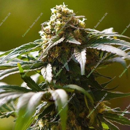 The Bulldog Skunk Regular Marijuana Strain by Bulldog Seeds For Sale Online at Cannabis Seeds Outlet