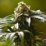 The Bulldog Skunk Regular Marijuana Strain by Bulldog Seeds For Sale Online at Cannabis Seeds Outlet