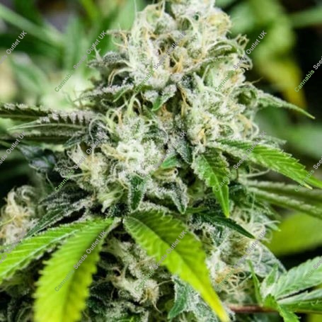 White Widow Extreme Feminized Marijuana Strain by Bulldog Seeds For Sale Online at Cannabis Seeds Outlet