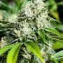 White Widow Extreme Feminized Marijuana Strain by Bulldog Seeds For Sale Online at Cannabis Seeds Outlet