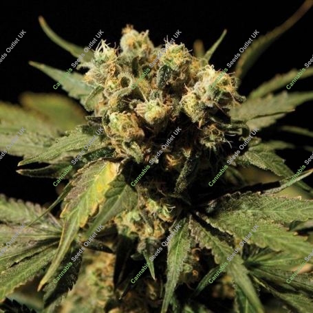 White Widow Regular Marijuana Strain by Bulldog Seeds For Sale Online at Cannabis Seeds Outlet